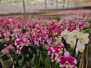 Produto final condicionado · orquídeas